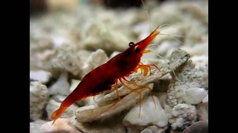 Gorgeous berried sulawesi yellow nose (malili red) shrimp