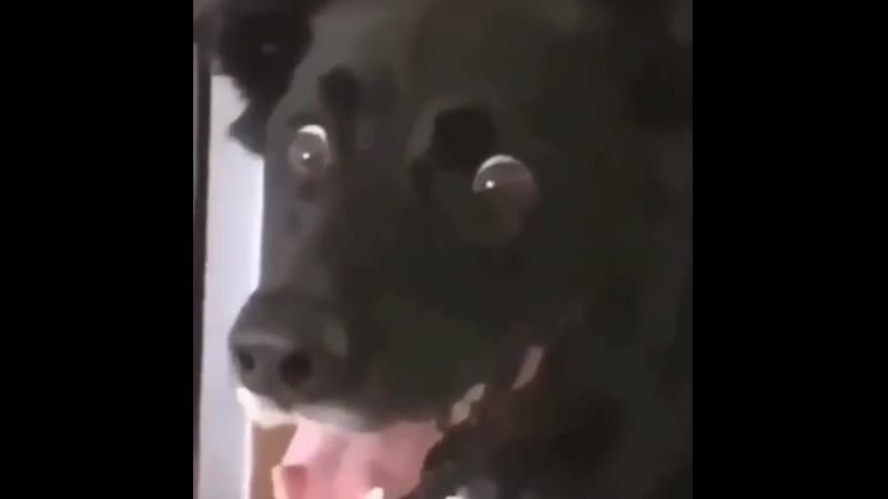 Чупакабра была поймана и обезврежена