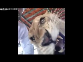 Льву не нравится сниматься в селфи / lion reacts to video selfie