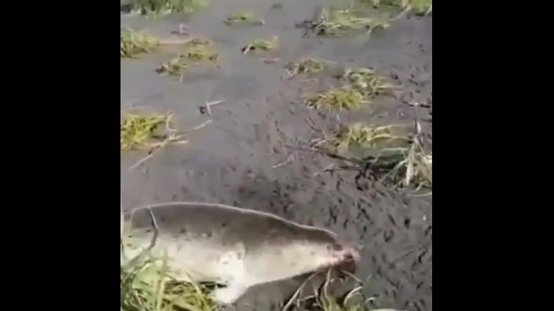 Экологическая катастрофа на камчатке