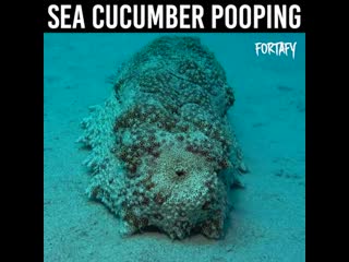 Have a nice day oh and they also poop through their mouths just like many corals