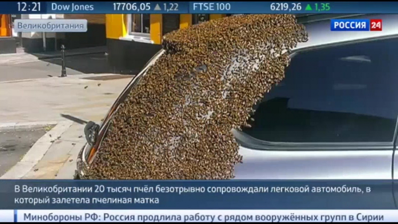 Пчел porn video – Двадцать тысяч пчел превратили жизнь автомобилиста в двухдневный кошмар