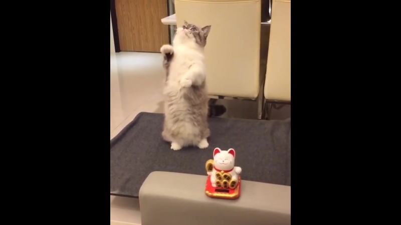 Котей повторяет за игрушкой