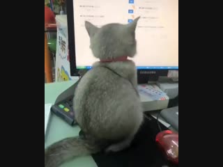 Smeshnoe video bqi 4ndaeiz mp4