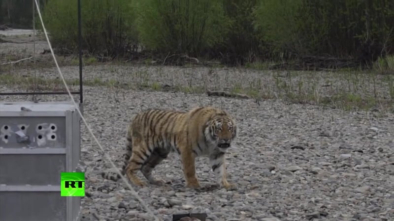 В приморском крае на волю выпустили тигра по кличке владик