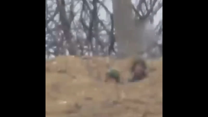 Это уникальные сосновые леса, в чём их уникальность?