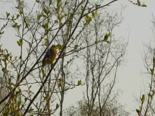 Обыкновенная овсянка (emberiza citrinella)