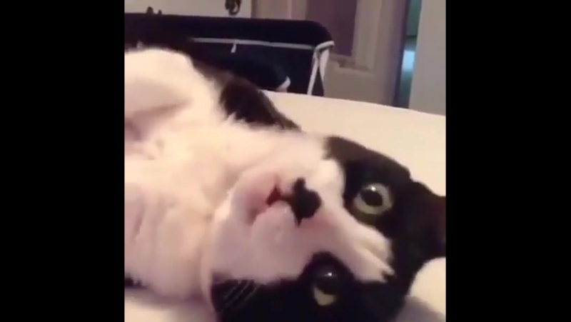 Музыкальный котей