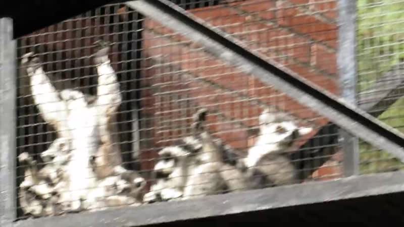 Лемуры загорают 22 09 2020 mp4