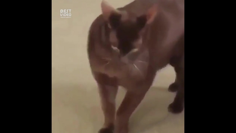 Ты думал я с тобой буду шутки шутить