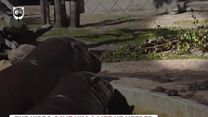 Бегемоты помогли утенку выбраться из бассейна