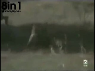 Обезьяны охотятся на африканского бородавочника, мозамбик / monkeys hunt for warthogs in mozambique tve2/ бабуины и дикий кабан