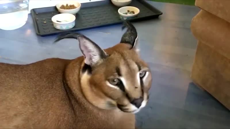 Шлепа сказал хуй