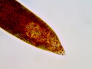 Red euglena
