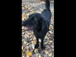 Марта, шейна, чичик, майна и др