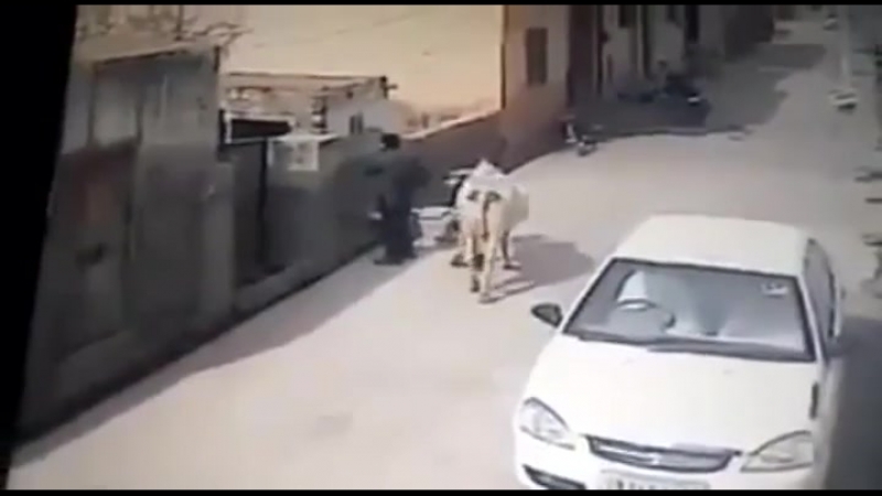 У быка одна дорога, на мясокомбинат, хорошо, если после встречи на его пути мысль об этом облегчит твои страдания