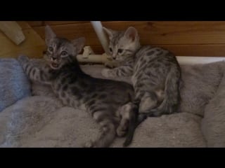 Silver and silver charcoal bengal girls