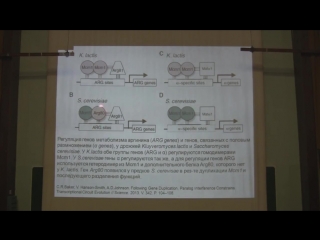 Теория эволюции марков а в лекция 9 часть 2