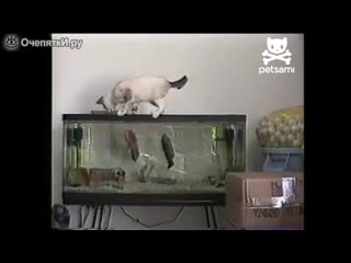Рыбы охотятся на кота