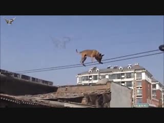 Belgian malinois, amazing athlete!!!