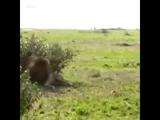 Бесстрашный забияка 😱