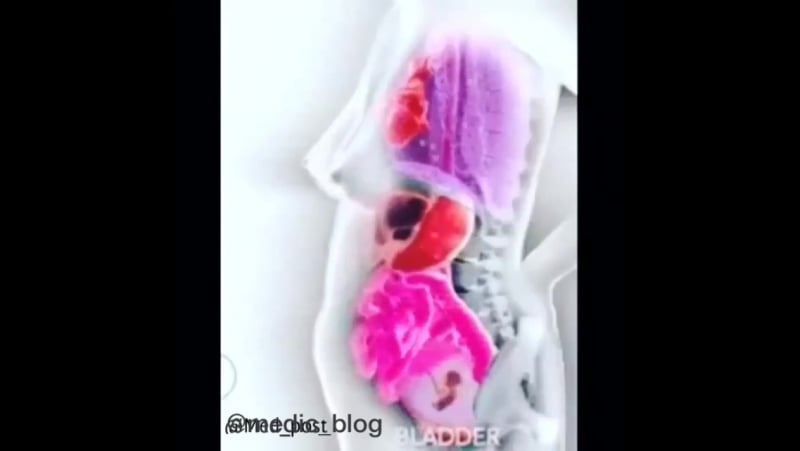 Как происходит смещение органов у матери во время беременности