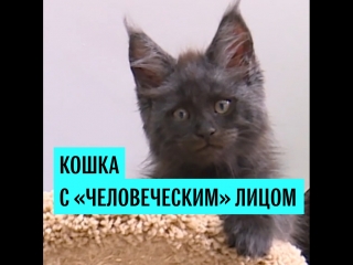 Кошка с "человеческим" лицом