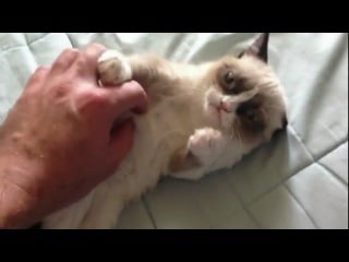 Grumpy cat van gogh this 'starry night' portrait mashup makes us love the irritated feline even more