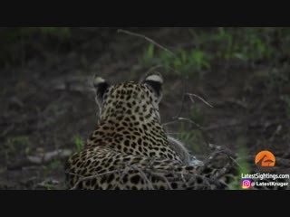 Honey badger rescues her baby from leopard