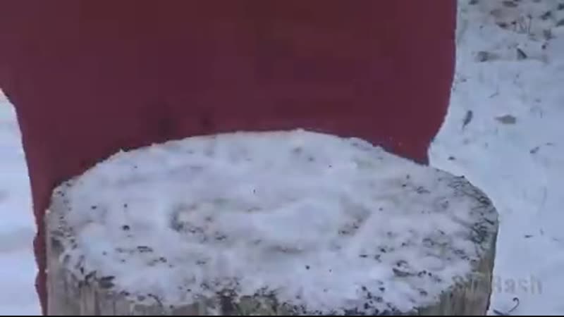 Кот рэкетир