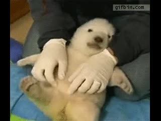 Cute baby polar bear