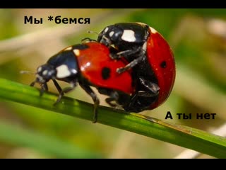 О сексе,🐞🦋 божьих короах и машинах 🐞♛😜► прикол ◄╬₪🐞😉●👍🏻🐞