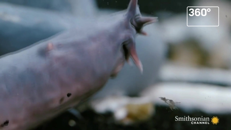 Миксины залили слизью трассу в сша после аварии