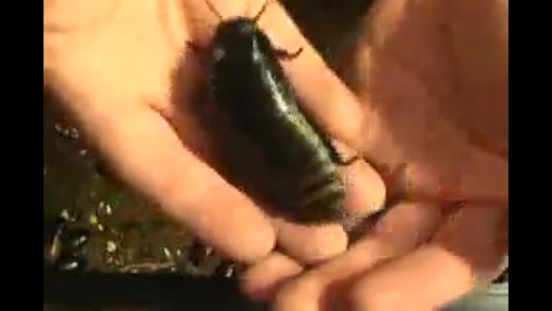 Мадагаскарские тараканы большие и маленькие