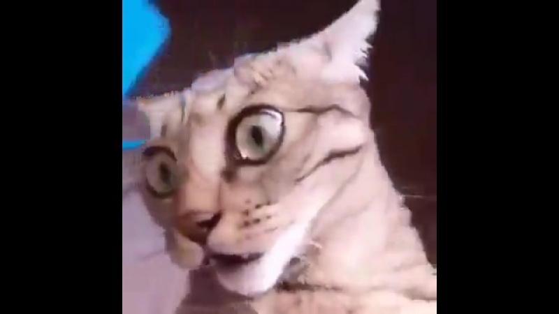 Когда бухой ложишься спать !!! кот в шоке,прикол с котом )