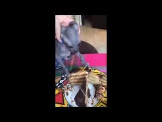 Cat tolya loves cakes