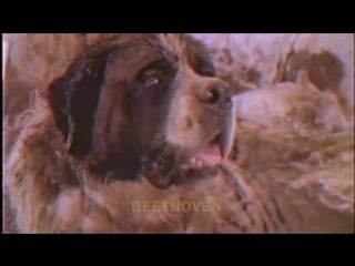 Mike krol "beethoven"