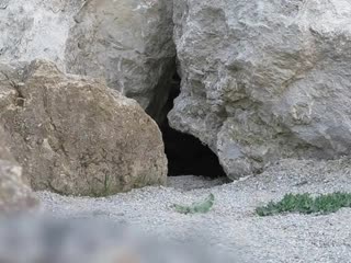 Pallas cat checks out camera