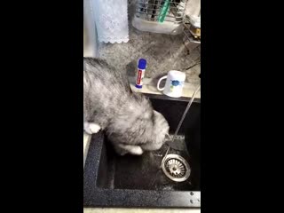 Мотя любит водичку😊