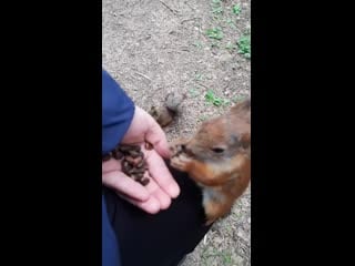 Голодные белочки