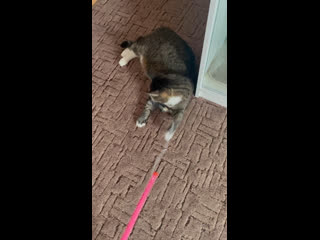 Пушистик тимоша 😻