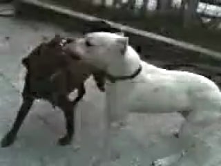 Pelea pitbull y dogo argentino fight fights juego o