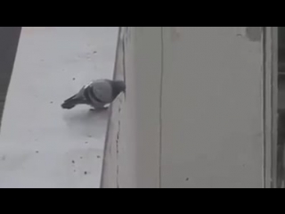 Pigeon commits porn