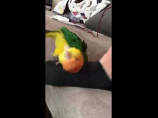 Рандомный 30летний фетишыст с онтакте просит фотки ножек у сваей гаспажи