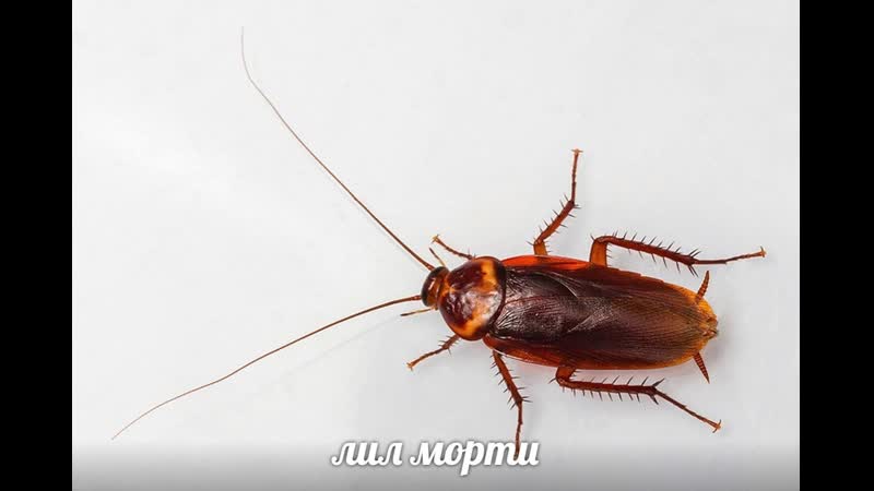 Лил морти отжигает