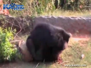 Shocking raw video of yesterdays bear mauling mans face being ripped off