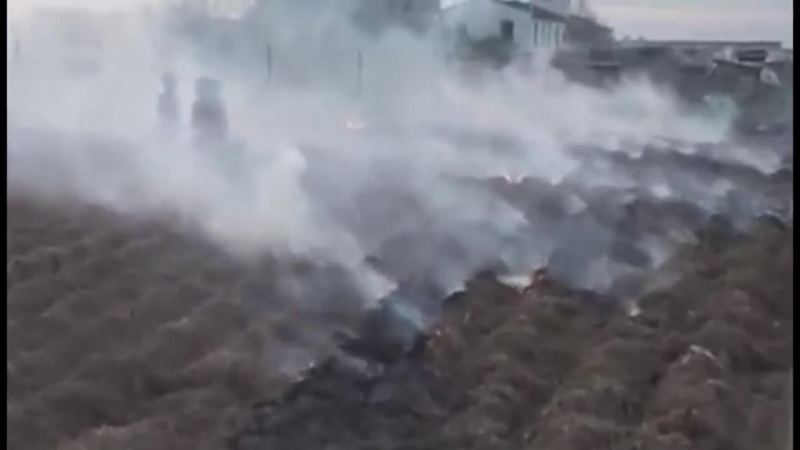 Неведомые существа снятые на видео