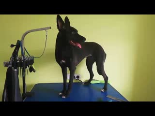 Метис джесси