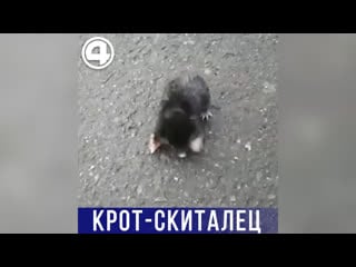 Крот скиталец