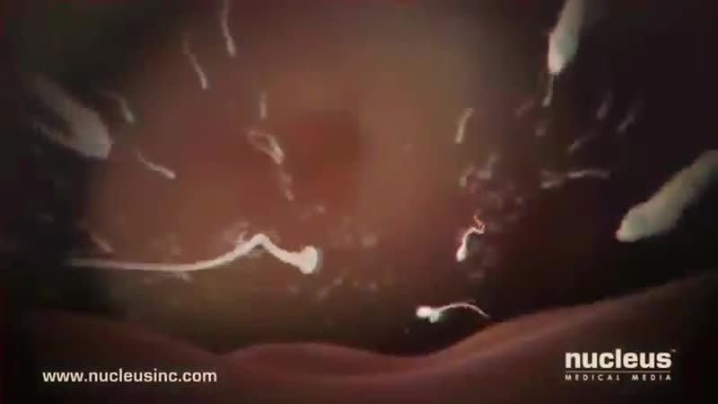 Оплодотворение яйцеклетки